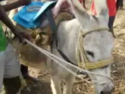 TARRAFAL EM FESTA - CORRIDA BURRO