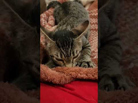 Video of adoptable pet named Brenna