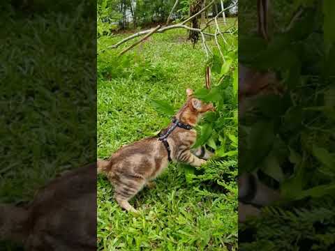 Bengal Cat Cross Breed Kitty Nely