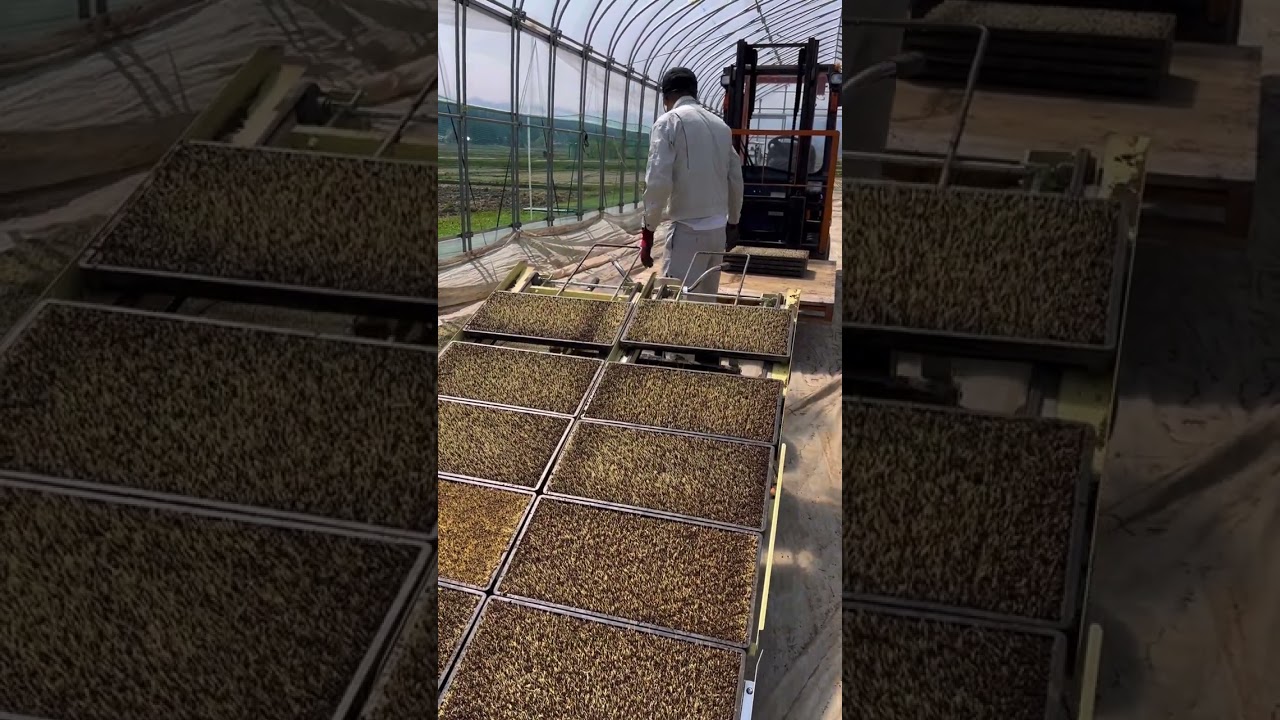 いい感じ、苗並べ2024