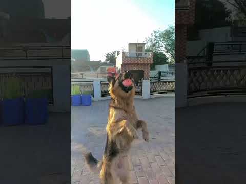 catching skills ❤️‍🔥💯 #dogs #germanshepherd #germanshepherdpuppy #youtubeshorts #viral