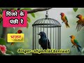 Pinjare Ke Panchhi Re Hindi Bhajan Singer Shyamlal