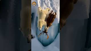 UMA CAÇADA QUASE PERFEITA!!