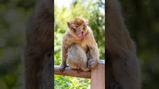 Download lagu tak gendong kemana-mana uy uy mp3 Download lagu tak gendong kemana-mana uy uy mp3