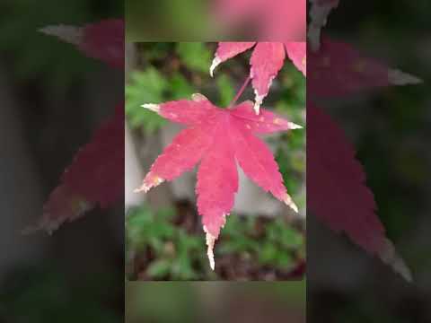 レッドカエデ 'ディセクタム ガーネット' 植物