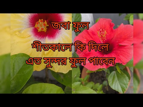 শীতের পরিচর্যা ভিডিও🔥।। Winter Care. 🔥।। Yashashree gardening🔥#ইউটিউব🔥 #বাগান 🔥#yt 🔥