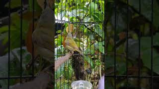 Download lagu kolibri sepah raja trotol π¦π¦ mp3 Download lagu kolibri sepah raja trotol π¦π¦ mp3