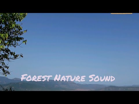 Forest Nature Sound Effects Meditation Music To Relaxing (Sabse Achha Dhayn Sangeet)