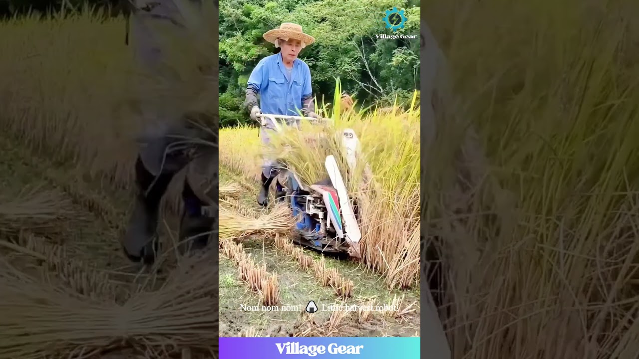 This Mini Rice Harvester is My New FAVORITE GADGET! 🤖 So Neat! #riceharvest #farminglife #gadget