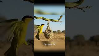 Brave Weaver Bird Defends Hanging Nest from Snake | African Wildlife in 4K