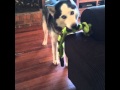 Sev The Husky It SQUEAKS
