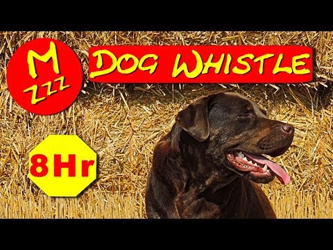 Silent Dog Whistle - Random Whistle Sounds Only Dogs Can Hear - How to Stop Dogs Barking