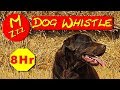 Silent Dog Whistle Random Whistle Sounds Only Dogs Can Hear How To Stop Dogs Barking