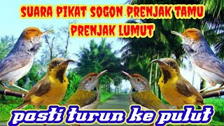 Download lagu suara pikat kombinasi burung kecil ribut sogok ontong prenjak lumut prenjak kepala merah ampuh a28 mp3