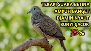 Download lagu Suara Betina Ampuh - Perkutut Betina Memanggil Jantan || The female turtle dove calls the male mp3 Download lagu Suara Betina Ampuh - Perkutut Betina Memanggil Jantan || The female turtle dove calls the male mp3