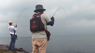 【神奈川県釣り】地磯で青物祭り。ナブラ連発!!!
