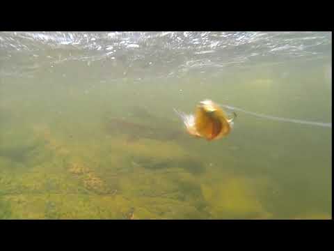 Colorado Trout Chasing A Streamer Fly
