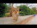 The Angry Tabby Cat Is Fighting With All The Cats For Food Angrycats Fightingforfood Tabbycats