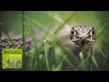 The Bintangs - Snake In The Grass