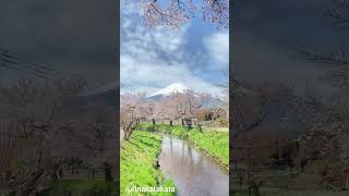 Download lagu bunga sakura dan gunung fuji jepang #bungasakura #flowers #tamanbunga #bungaindah #gunungfuji mp3
