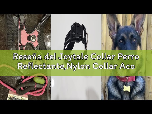 Vídeo relacionado con SUPER DOGGY Collar Perro Pequeño, Mediano y Grande - Collar Nylon Ajustable y Acolchado con Diseños de Moda - para Paseo, Entrenamiento y Correr - Ligero y Resistente (Leopard, S (25-40cm))