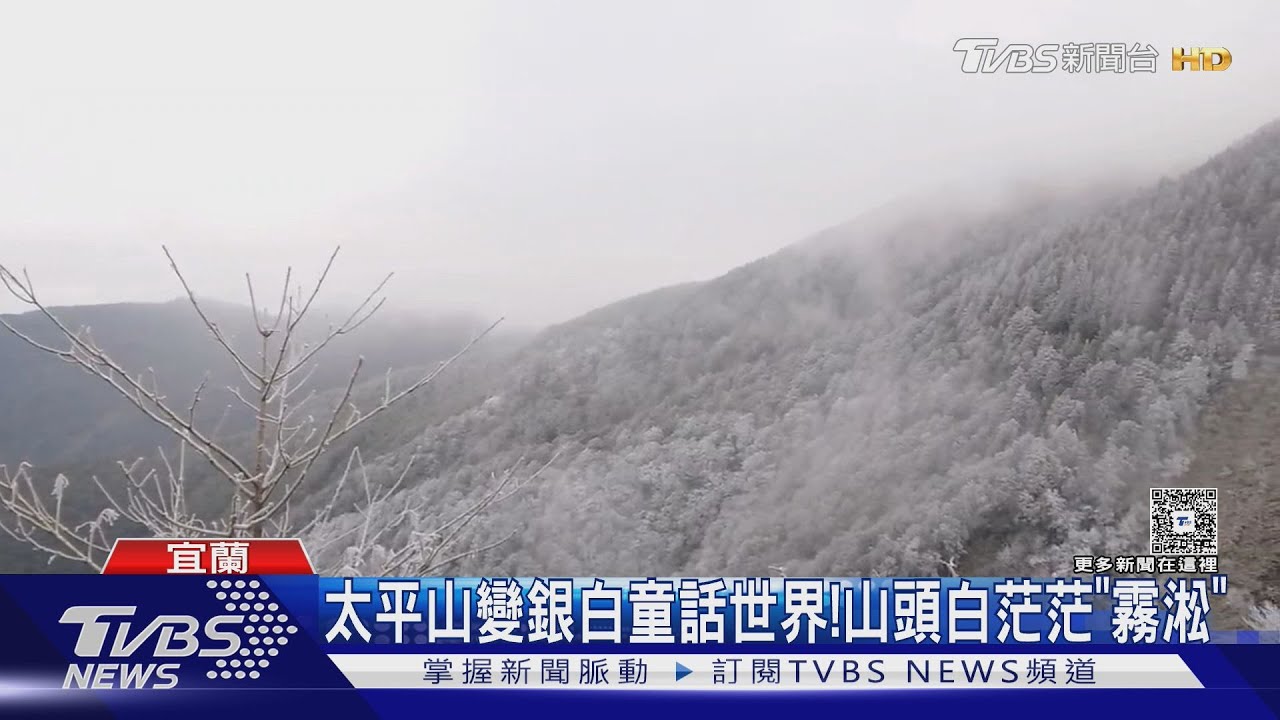太平山霧淞美翻!樹枝披冰晶成「銀白童話世界」遊客驚豔
