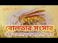 বোলতার চাক -wasp nest | Yellow jacket nest | Bolta kamrale ki koronio bangla | বোলতা তা
