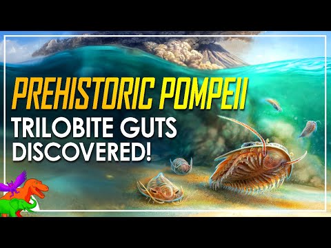Prehistoric Underwater Pompeii | Pristine Trilobite Fossils Reveal Unseen Anatomy