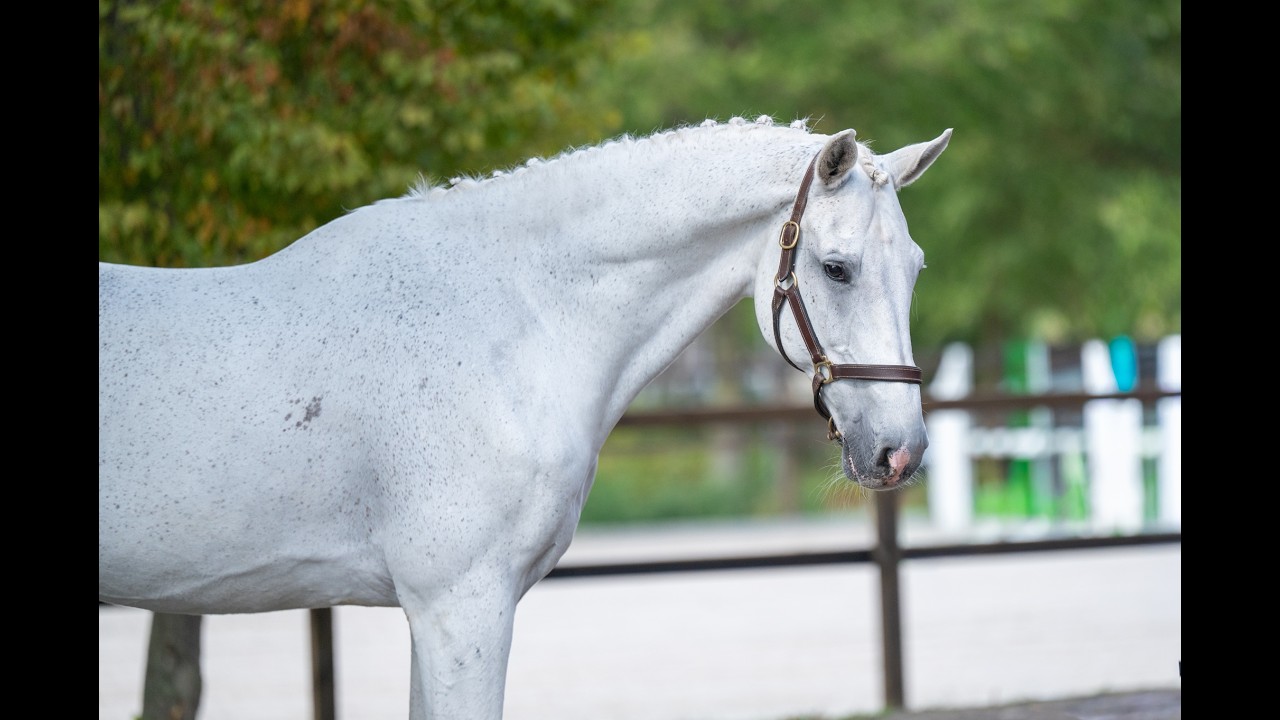 Maserati Quality (CARTHAGO x CORIANO) video 2
