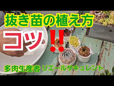 多肉植物を屋外に植える時期はいつですか?それらをうまく植えて維持するにはどうすればよいでしょうか？  庭園
