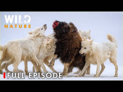 Wild Wolves: Lords of the North (Full Episode) | Yellowstone Wolf Dynasty | Wild Nature
