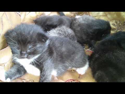 15 day old kittens, licky lick time