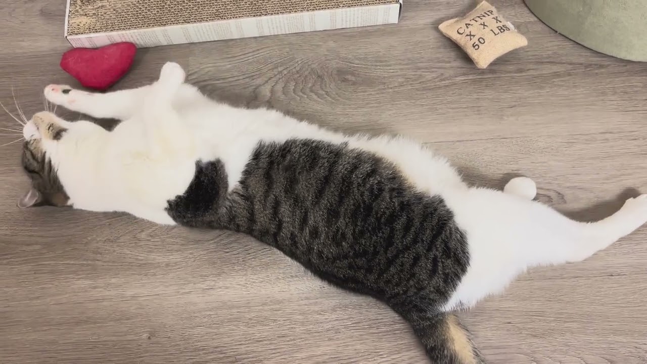 Enlarge Violet, a Adoptable Domestic Short Hair in Pleasant Hill, CA video 6/6