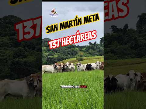 finca en san martín meta 137 hectáreas #sanmartinmeta #realestate #fincallanosariari #fincaganadera