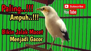 Download lagu paling ampuh bikin burung jalak macet bunyi jadi gacor-suara masteran jalak putih gacor full isian mp3