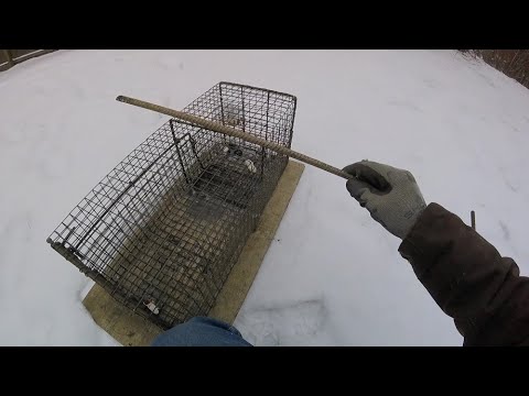 Tip to Catch Bait Stealing Raccoon | Raccoon Cage Trap Tip