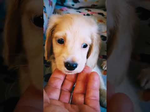 Dachshund puppy for sale