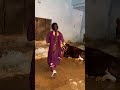 Life ️ Trending Villagelife Villagerlifestyle Subscribe Trendingshorts Shortsvideo Viral