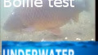 Underwater carp fishing boilie test
