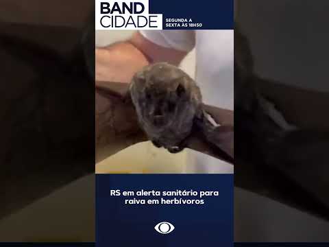 RS em alerta sanitário para raiva #jornalismo #bandcidade #Notícias