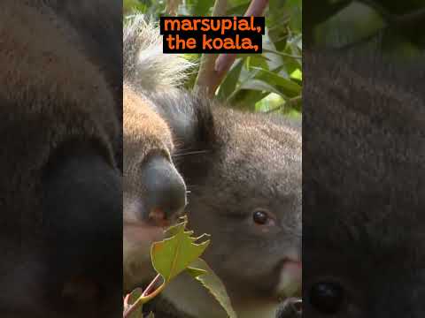 Koalas and Their Eucalyptus Diet What's The Deal? | The Wild Animal Facts