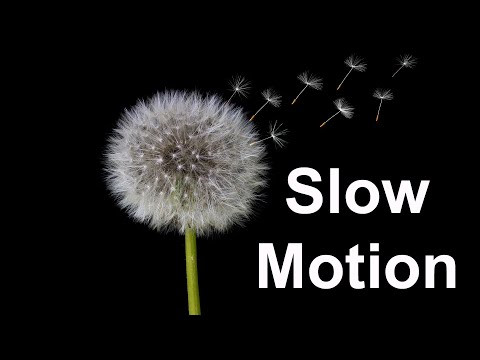 Reserve Dandelion Blowing, Slow Motion | Arpana's Art Room