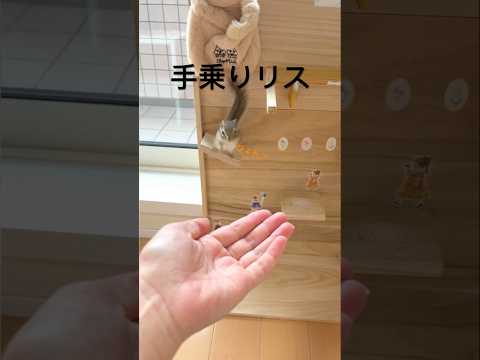 園芸 シマリス、Respountchoous