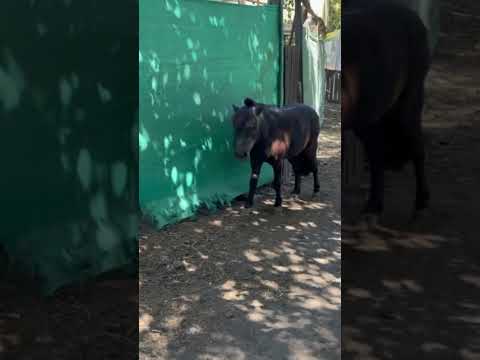 🇦🇷Naturaleza Viva *6 #naturaleza #buenosaires #shorts #campo