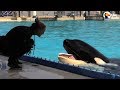 Kasatka the Orca Dies At SeaWorld | The Dodo