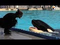 Kasatka The Orca Dies At SeaWorld The Dodo