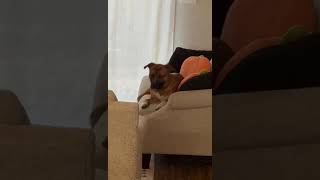 Video preview image #1 Boxer-Unknown Mix Puppy For Sale in Holly Springs, NC, USA