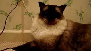preview picture of video 'Ragdoll Cat Sitting Pretty - Ragdoll Cat Caymus - ねこ - ラグドール - Floppycats'