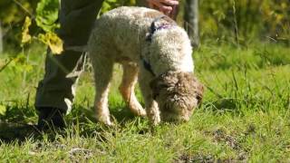 The Road To Tajima Part 3 Yarra Truffle Farm