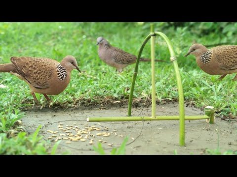 Easy Bird trap From National Garden
